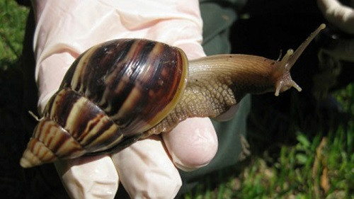 Ốc sên có thể trở thành nguồn cung cấp protein cho con người trong các chương trình khám phá trên sao Hỏa. Ảnh: RT