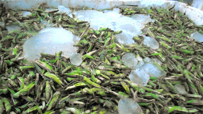 Châu chấu được ướp lạnh được đựng trong thùng xốp.