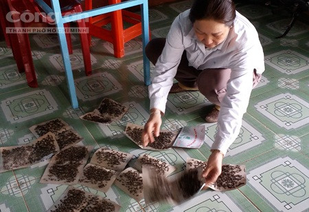 Ruồi quá nhiều, người dân dùng keo diệt không xuể