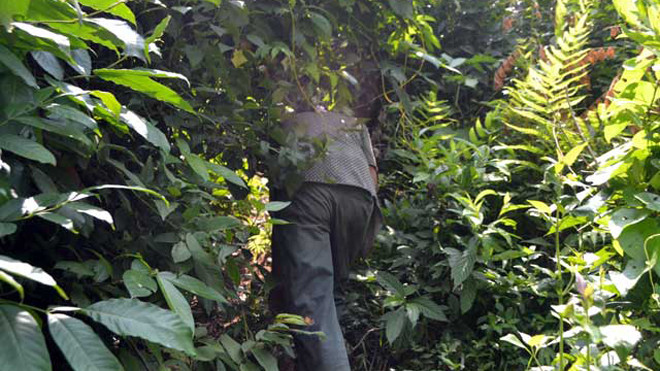 Đường lên khu rừng A Tinh ẩn mình rất khó đi.