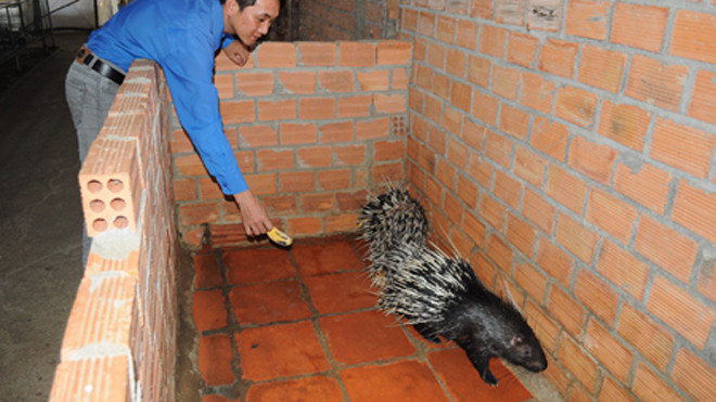 Tuấn thành công bên trại nhím của mình