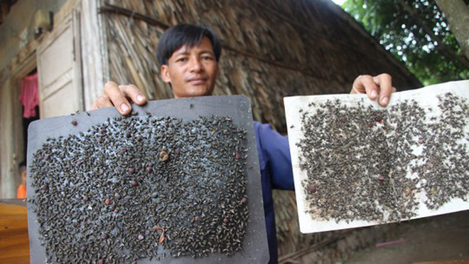 Mỗi ngày anh Thái bẫy hơn 10 miếng keo dính, nhưng ruồi vẫn không giảm.