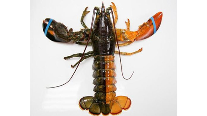 Hai màu sắc chia phần đuôi tôm hùm thành hai phần đối xứng. Ảnh: Huffington Post