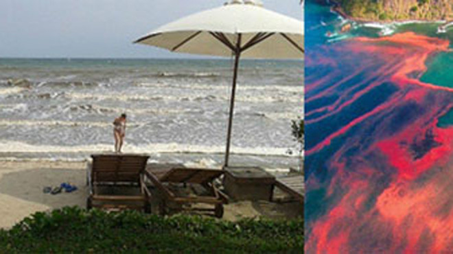 Hiện tượng thủy triều đỏ tại Mũi Né-Phan Thiết và tại Mỹ.