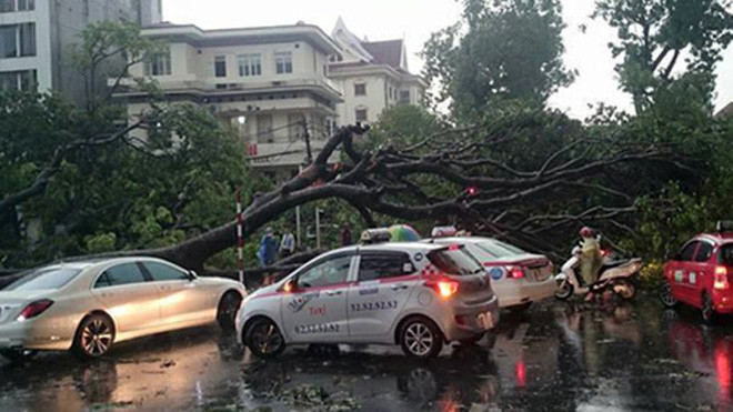 Trận giông lốc chiều 13/6 tại Hà Nội làm 2 người chết, hàng nghìn cây lớn đổ. Ảnh: Quý Đoàn.