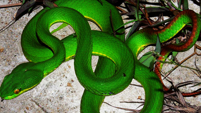 Rắn lục đuôi đỏ bị bắt ở Quảng Ngãi. Ảnh: Trí Tín.