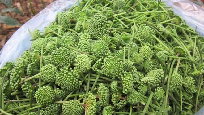 Nụ hoa tam thất bao tử có giá 500.000 đồng/kg. Ảnh: Châu Anh.
