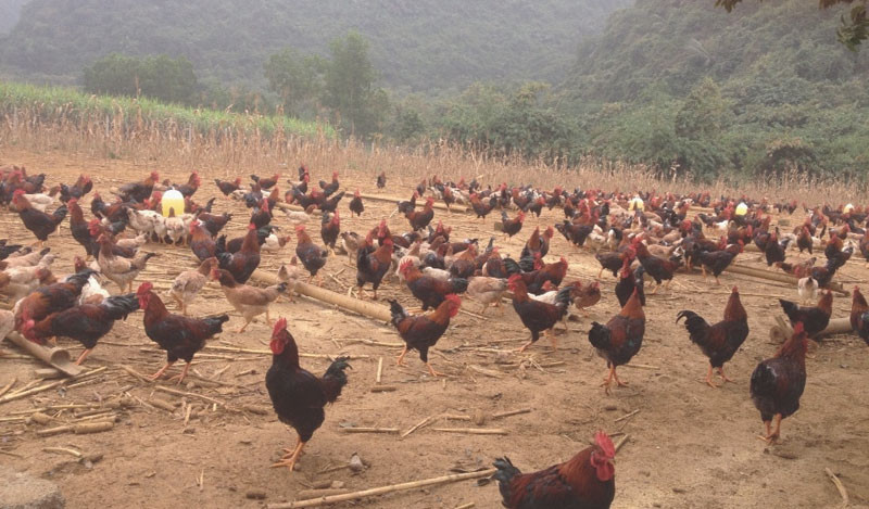 Anh Hòa trúng đậm vì phi vụ nuôi gà ri mận bán dịp Tết năm ngoái