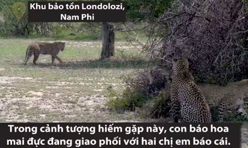 Báo đực giao phối cùng lúc với hai chị em báo cái