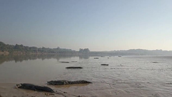 Đàn cá sấu khổng lồ trên sông. Ảnh: Wade Kelly.
