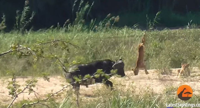 Trâu rừng “nổi điên” tấn công sư tử, giải cứu kỳ đà