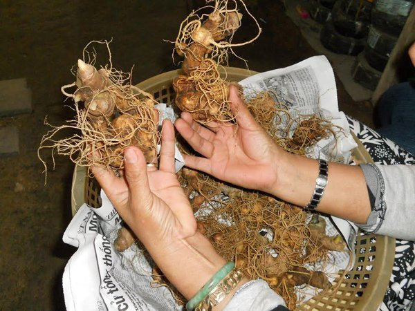 Sâm Ngọc Linh tươi có giá dao động trên thị trường từ 80-250 triệu đồng/kg