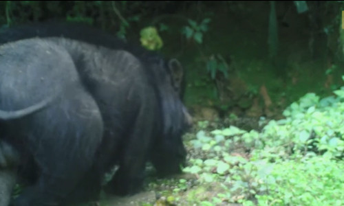Quay được video cực hiếm về loài lợn lớn nhất và bí ẩn nhất thế giới