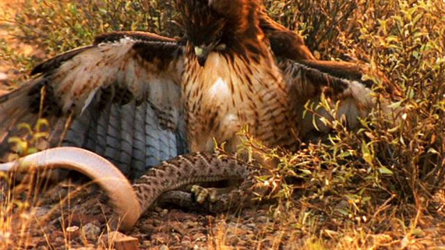 Rắn đuôi chuông kịch độc đi săn mồi, không ngờ làm mồi cho diều hâu
