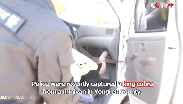 Suýt chết vì rắn hổ mang cực độc trú ngụ trên xe