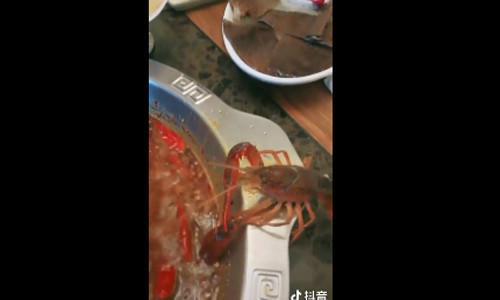 Kỳ lạ: Tôm hùm tự chặt càng để trốn khỏi nồi lẩu