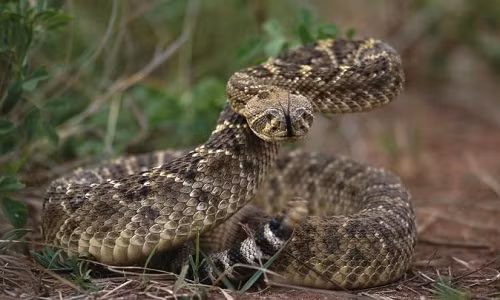 Rắn đuôi chuông lưng kim cương có nọc độc cực mạnh. Ảnh: National Geographic.