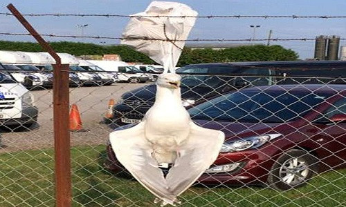 Xác chim mòng biển mắc vào túi nylon trên hàng rào. Ảnh: SWNS.