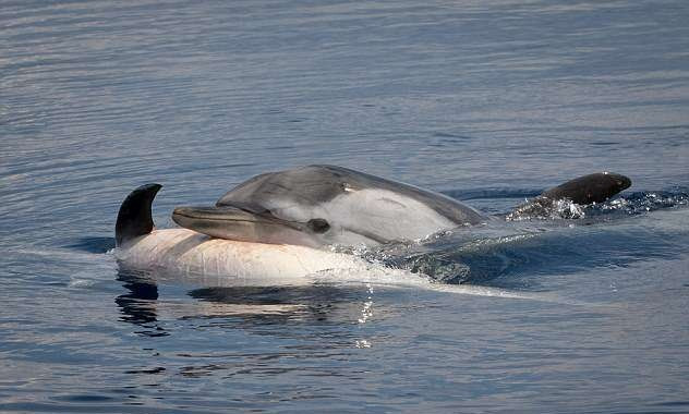 Mất bạn thân, cá heo và cá voi đau buồn không ăn không ngủ