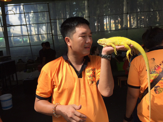 Con kỳ đà màu vàng được cho là vô giá