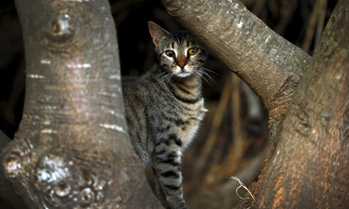 Mèo hoang giết chết số lượng lớn chim và bò sát. Ảnh: Reuters.