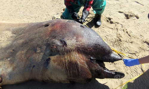 Kỳ dị xác sinh vật đầu cá heo đuôi cá voi xuất hiện