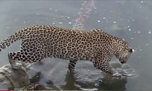 Báo hoa mai phi thân xuống nước vồ gọn cá