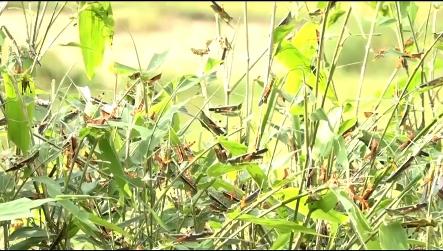 Bão 'châu chấu' tàn phá cây trồng tại huyện vùng cao Thanh Hóa
