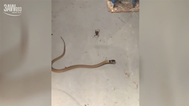 Trận tử chiến rợn người giữa rắn nâu kịch độc và nhện lưng đỏ