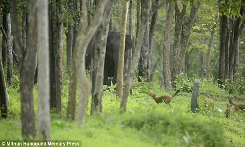 Voi mẹ tức giận đá bầy chó hoang tấn công đàn con 