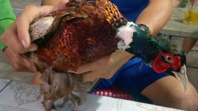 Chim lạ có bộ lông sặc sỡ, hình dáng giống con gà. Ảnh E.X.