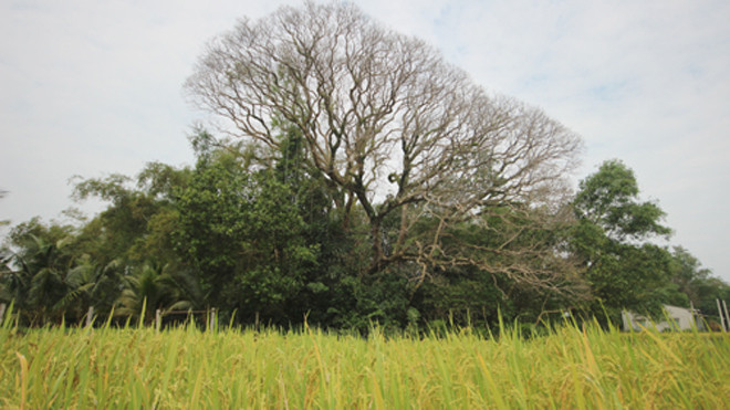 Cây sưa có tán rộng khoảng 500 m2, đường kính đoạn to nhất 4 m, 3 người ôm không xuể. Ảnh: Sơn Thủy