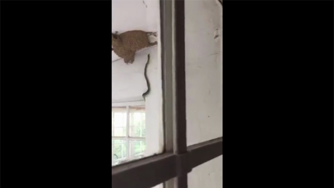 Mục kích cặp rắn độc phối hợp đột kích tổ chim