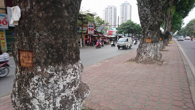 Cả một hàng cây, cây nào cũng bị đẽo một mảng vỏ.