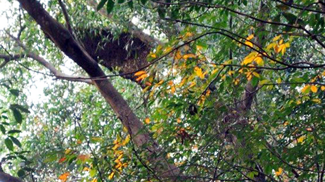 Đàn ong làm tổ trên cây cao su tấn công người đàn ông tử vong. Ảnh: Nguyệt Triều.