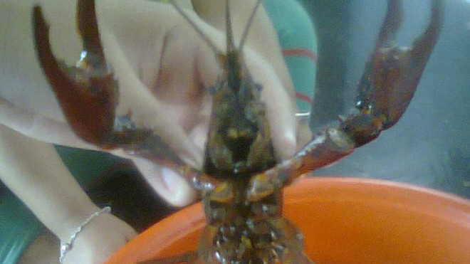 Tôm hùm đỏ nuôi tại Cty Hoàng Giang.