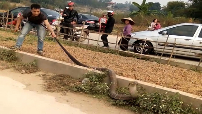 Người đàn ông túm đuôi rắn để ngăn con vật bò đi.