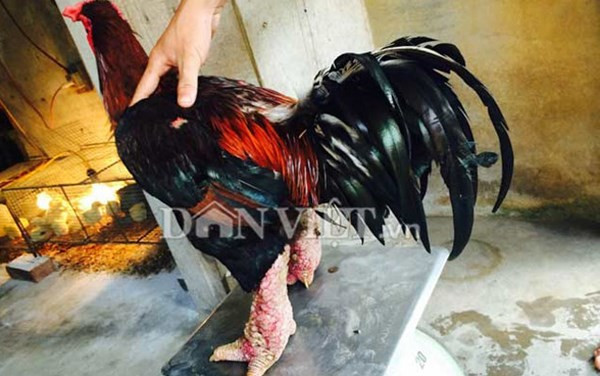 Năm 2013, anh Vũ đã bán một cặp gà "khủng" với giá gần 40 triệu đồng, năm nay anh lại tiếp tục đổi một cặp gà lấy xe Honda PCX trị giá 51.500.000 đồng.