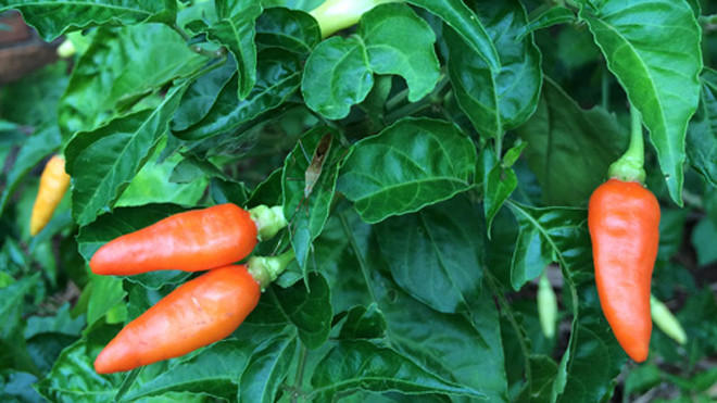 Thêm ớt vào món ăn cũng góp phần bỏ thói quen hút thuốc - Ảnh: Minh Khôi 