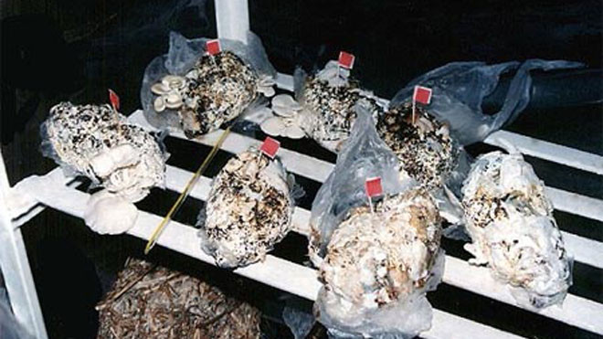 Các nhà nghiên cứu khẳng định, nấm trồng từ bỉm đã qua sử dụng không độc và có hướng vị cũng như hàm lượng dinh dưỡng như nấm trồng theo những cách thông thường khác. Ảnh: Daily Mail