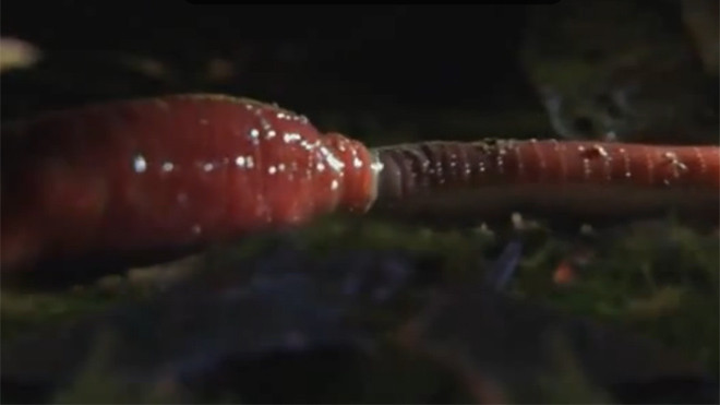 Xem đỉa 'khổng lồ' nuốt chửng giun đất dài 80cm