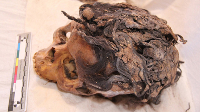 Những sợi tóc nối của người phụ nữ được bện chặt theo lớp. Ảnh: Jolanda Bos/Live Science.