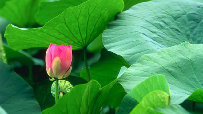 Lá và hoa sen mang lại nhiều lợi ích sức khỏe.