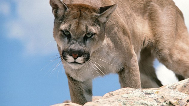 Con sư tử núi lao đến và tha cậu bé 6 tuổi trước sự kinh hãi và sững sờ của cha mẹ. Ảnh: NBC 