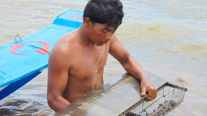 Người dân ở huyện Trần Văn Thời thu hoạch sò huyết. Ảnh: Ngọc Trinh.