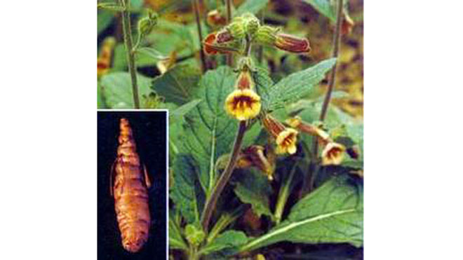 Cây và củ sinh địa.