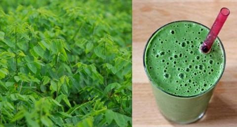 Những công dụng tuyệt vời của rau ngót