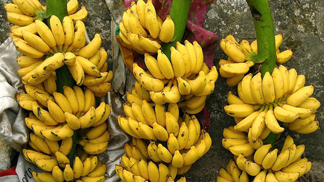 Ngâm chuối lùn bằng hóa chất lạ