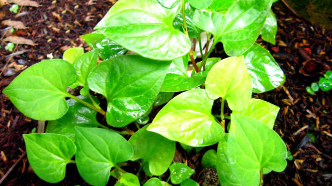 Bất ngờ 5 tác dụng tuyệt vời của rau diếp cá