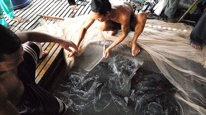 Hiện nay, cá lăng nha trở thành loài cá đặc sản, có mặt ở trong nhà hàng ở miền Tây và TP.HCM. Ảnh: Ngọc Trinh/ Zing